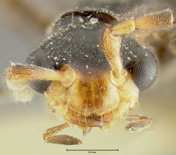 Media type: image;   Entomology 24169 Aspect: head frontal view